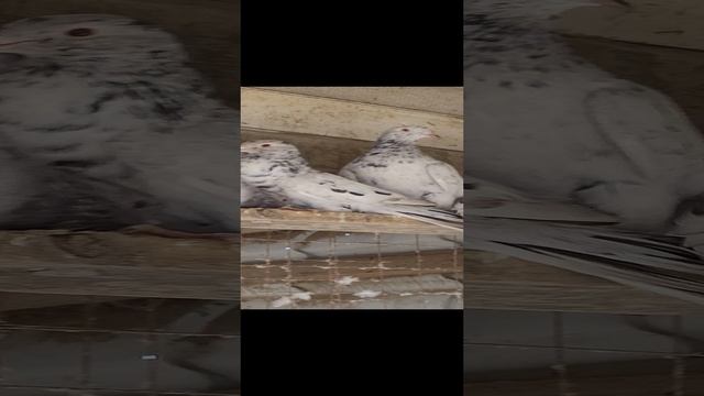 Бакинские голуби бойные широкохвостые 8918 738 94 03