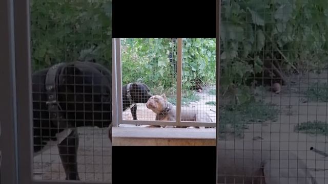 lv_0_20241023184529.mp4