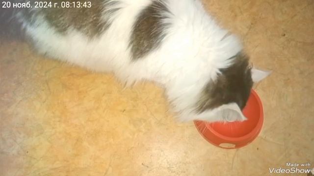 УТРО 🐈 Симка 😽 Китти 😺 Чернышка 😾 ☕💻 среда 20.11.2024.