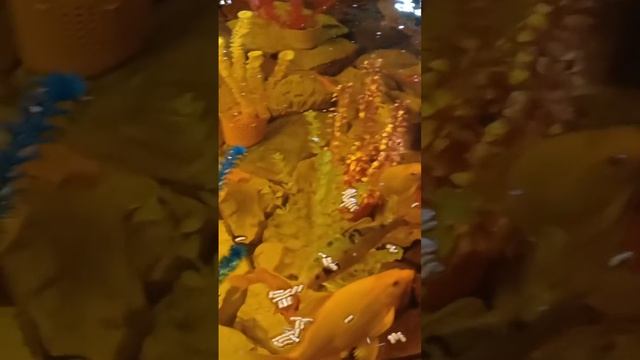 VID_20241120_083311_484