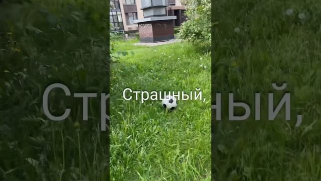 Ну вот с футболом не получилось #dog#pets#собака#funny#топ#юмор