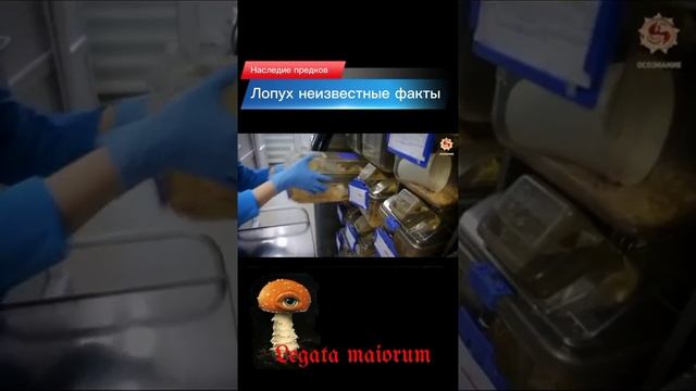 о пользе лопуха.  001.mp4