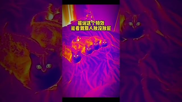 Коты и Кошки. Съёмка котиков на инфракрасную камеру.