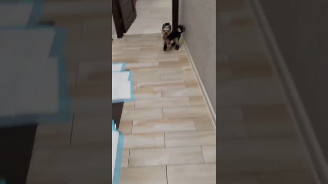 моя собака в насках