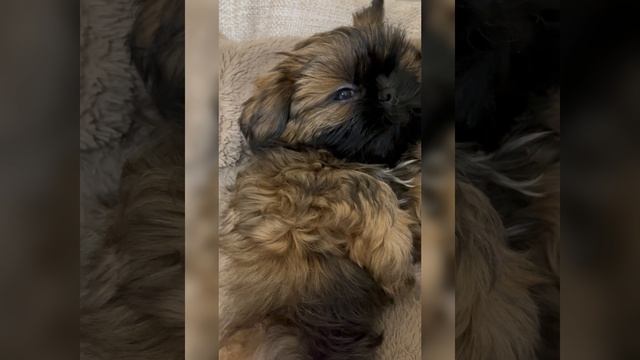 Щи тцу Девочка