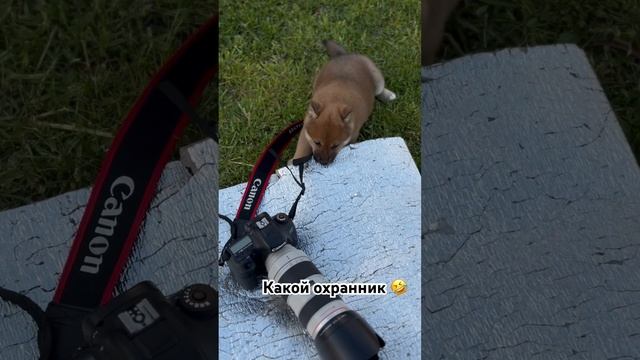 У каждого свои дела на фотосессии #собака #топ #юмор #animals #прикол