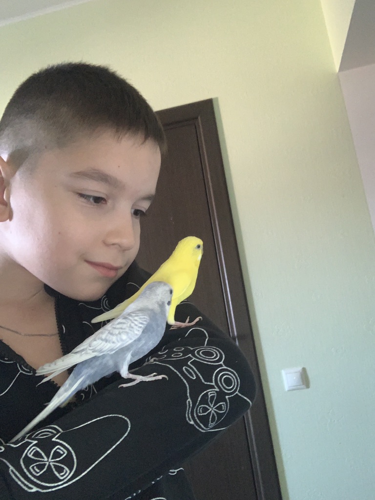 Убираюсь у попугаев