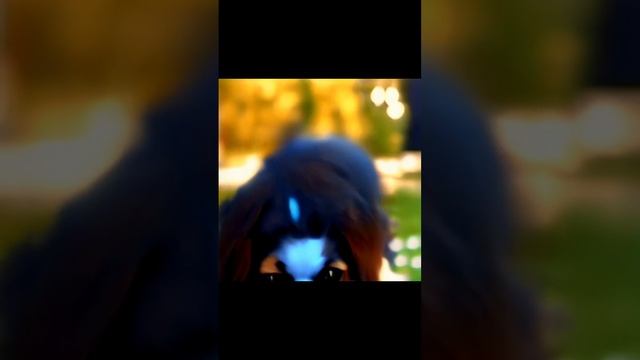 🐕🐕🐕🐕