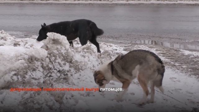 "Новости Муравленко. Главное за день", 20 ноября 2024 г.
