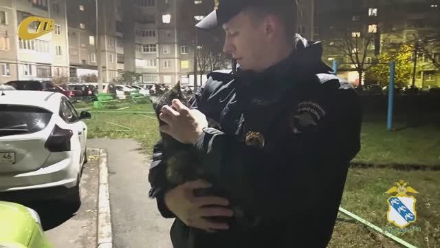 УЧАСТКОВЫЙ А. РЯБЧЕНКОВ ПОМОГ ОПЕРАТИВНО РЕШИТЬ ВОПРОС С КОТЕНКОМ, ПОПАВШИМ ПОД КАПОТ АВТОМОБИЛЯ