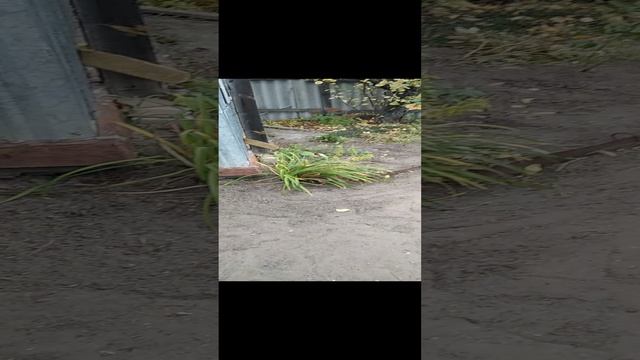 VID_20241031_111223.mp4