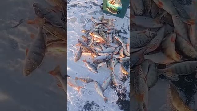 20.11.24 рыбалка