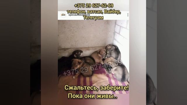 СРОЧНО ИЩЕМ ДОБРЫЕ РУКИ ИЛИ ПЕРЕДЕРЖКУ!! Щеночки, мальчики и девочки