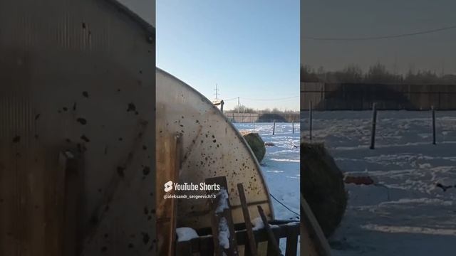 Кушать подано хрюшки