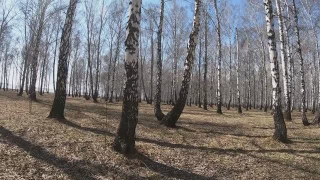 БЕРЁЗОВАЯ РОЩА! Сибирь! ВЕСНА! БЕРЁЗОВЫЙ сок!