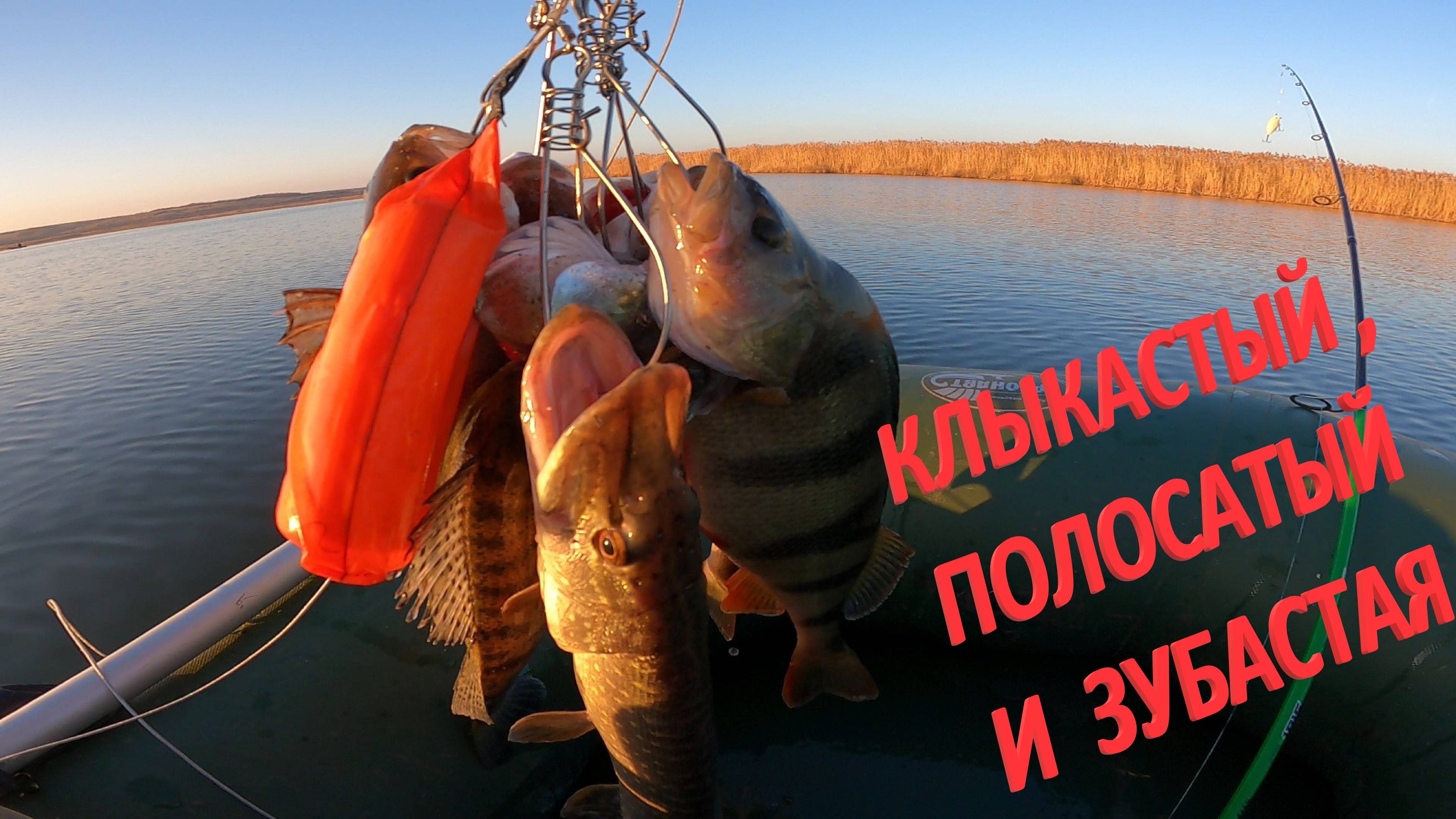 УДАЧА НА РЫБАЛКЕ! КЛЫКАСТЫЙ ,ПОЛОСАТЫЙ И ЗУБАСТАЯ СУПЕР…
