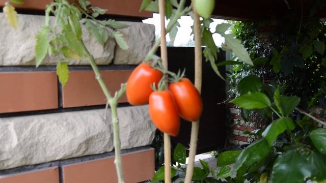Сорт -"КАПИЯ".Томаты от Фёдора.