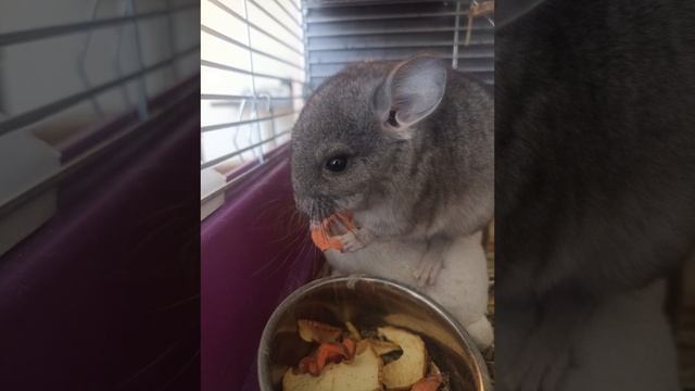 #chinchilla #chinchilla #мем #chinchilla #chinchilla