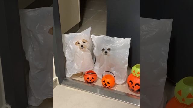 Бу-у-у! Какие страшные! 👻