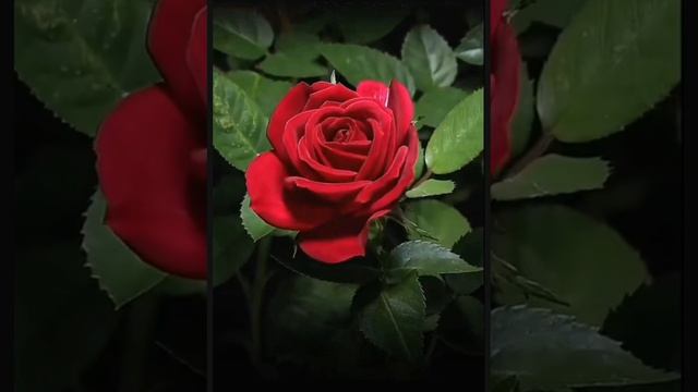 КРАСОТА