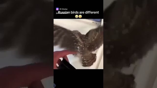 1000186513.mp4