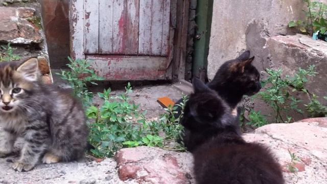 IMG_0858 Котятки