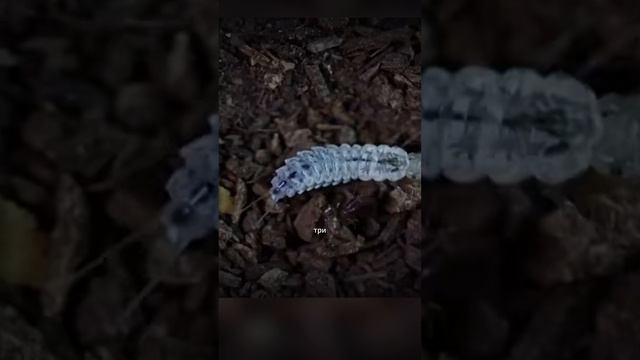 Классные животные