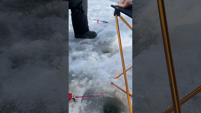 Бешенный клев!!! По три штуки за раз ловим!!!