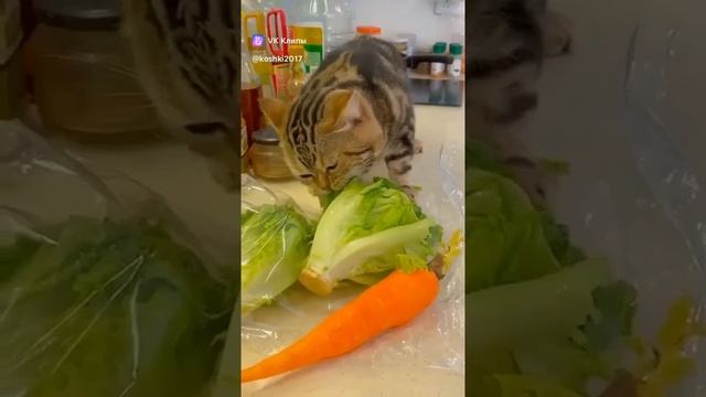 Травоядный Кот.mp4