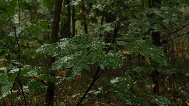 Музыка для медитации Очищение дождём. Звуки природы