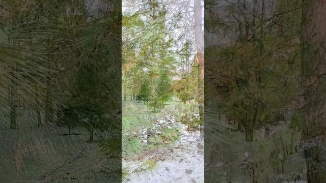 Сквер в Авиаторе