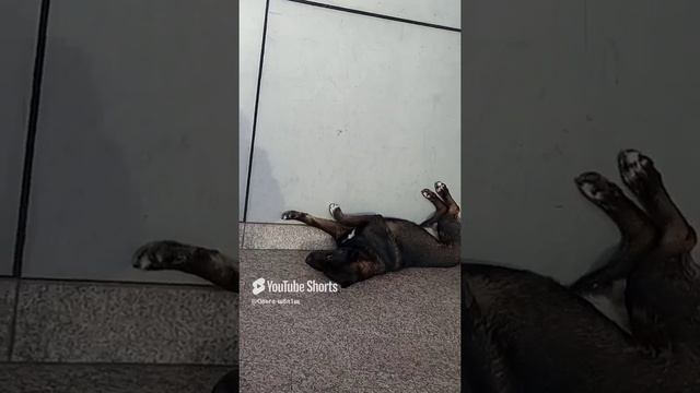 Пёсик отдыхает #.mp4