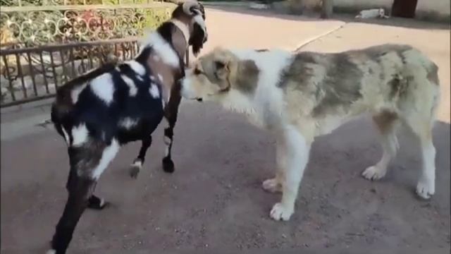 Как растёт Азиат