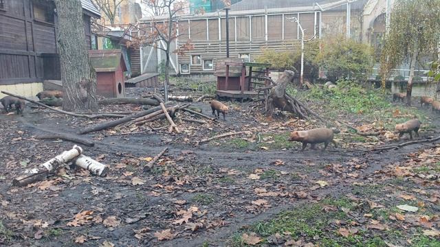 VID_20241119_152120