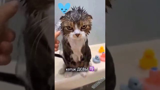 кошачий гороскоп котоскоп