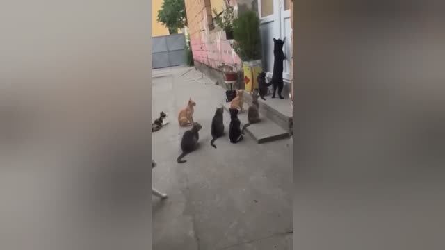 Попробуй не засмеяться, удивительно смешные кошечки и собачки, часть 51
