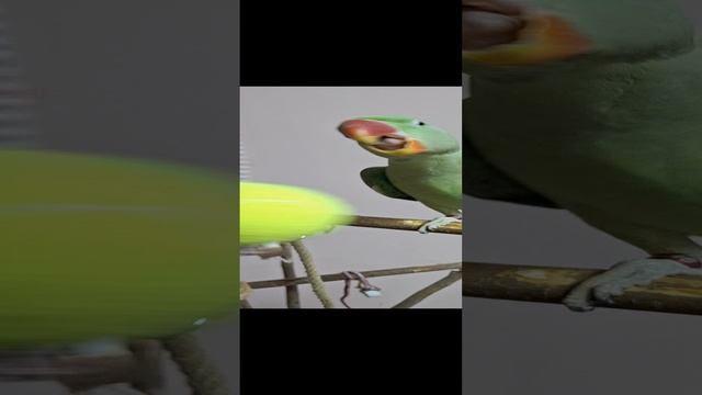 игрушка для попугая своими руками