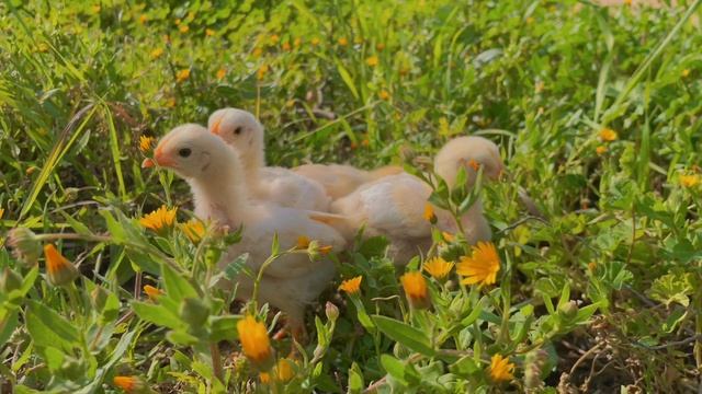 15817481-uhd_3840_2160_30fps