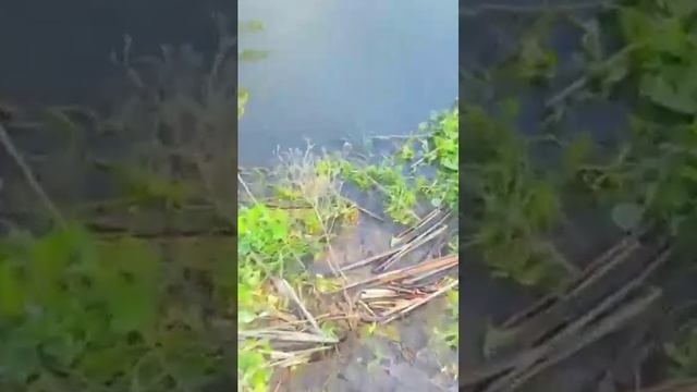 Карпик, делай добро и оно вернётся! #фидерная рыбалка #рыбалка #карасьнаудочку #shorts