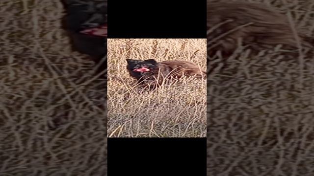 собачий приют