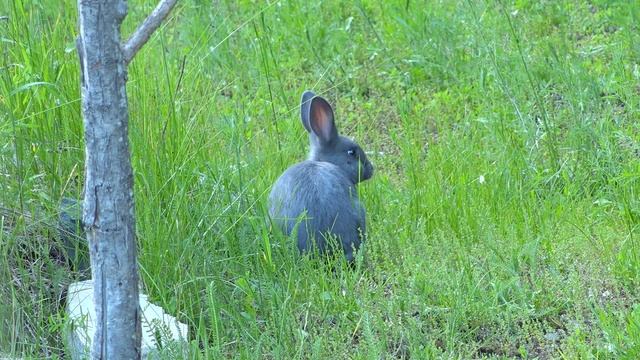 12584484-hd_1920_1080_30fps