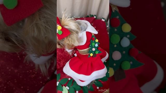 Новогодние костюмы на маленьких собачек в наличии и под заказ🎄🎁