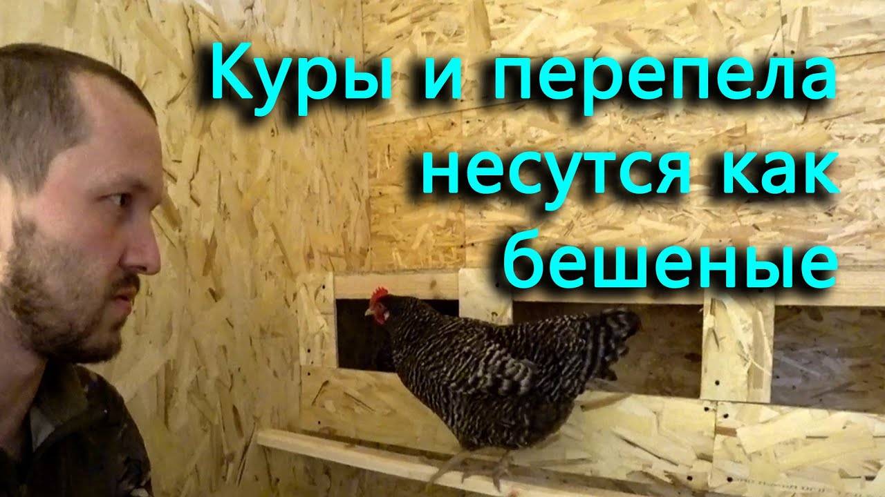 Даже без гнезд несутся как бешеные, что же будет теперь_