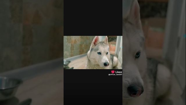 хаски, бандит, бублик, коржик и кекс.