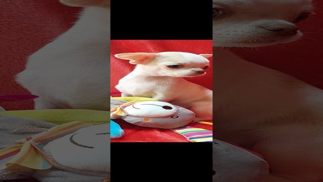 Щенки чихуахуа