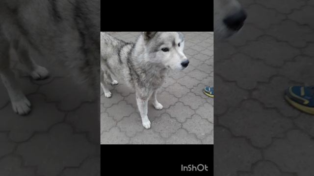 InShot_20241120_171651053.mp4