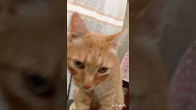 Кот Тайсоня