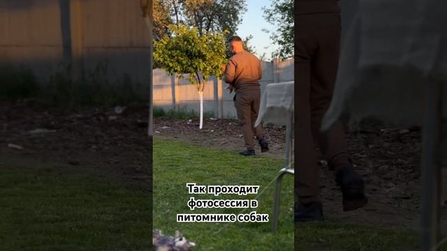 Фотосессия собак #сибаину