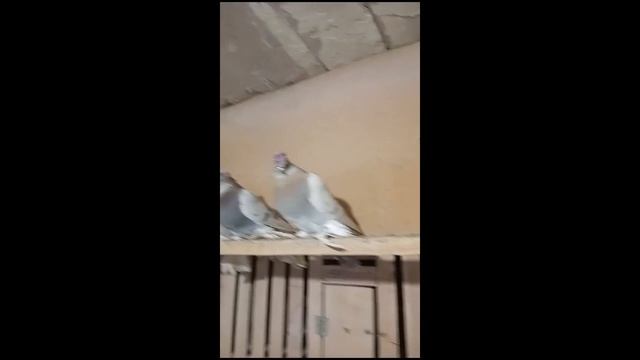 Двухчубые голуби Сергея Помозова