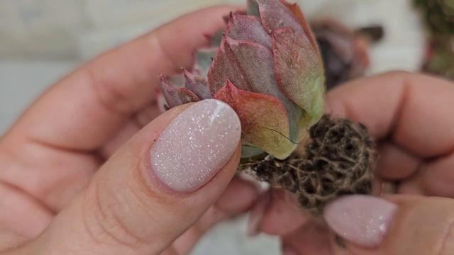 распаковка отборных суккулентов
